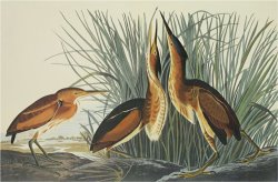 Least Bittern by John James Audubon