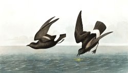 Least Stormy Petrel by John James Audubon