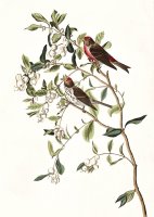 Lesser Red Poll by John James Audubon