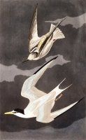 Lesser Tern by John James Audubon