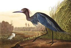 Little Blue Heron by John James Audubon
