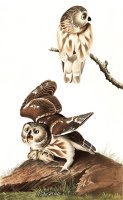 Little Owl by John James Audubon