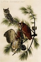 Little Screech Owl by John James Audubon
