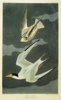 Little Tern by John James Audubon