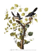 Loggerhead Shrike by John James Audubon