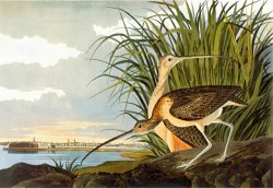 Long Billed Curlew by John James Audubon