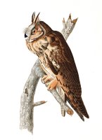 Long Eared Owl by John James Audubon