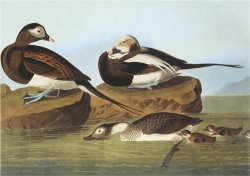 Long Tailed Duck by John James Audubon