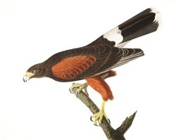Louisiana Hawk by John James Audubon