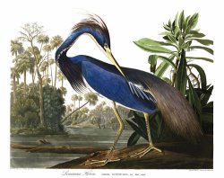 Louisiana Heron by John James Audubon
