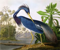Louisiana Heron From Birds of America by John James Audubon