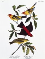 Louisiana Tanager And Scarlet Tanager by John James Audubon