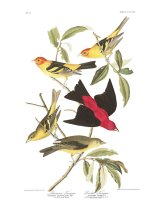 Louisiana Tanager, Or Scarlet Tanager by John James Audubon