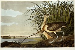 Male And Female Long Billed Curlew Numenius Americanus with The City of Charleston Behind by John James Audubon