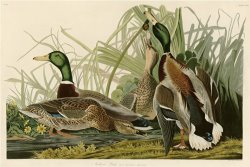 Mallard Duck by John James Audubon