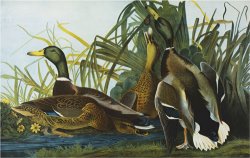 Mallard Duck From The Birds of America by John James Audubon
