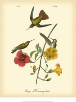 Mango Hummingbird by John James Audubon