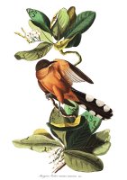 Mangrove Cuckoo by John James Audubon