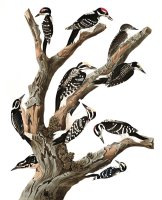 Maria's Woodpecker, Three Toed Woodpecker, Phillips' Woodpecker, Canadian Woodpecker, Harris's Woodpecker, Audubon's Woodpecker by John James Audubon