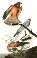 Marsh Hawk by John James Audubon