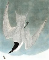 Marsh Tern by John James Audubon