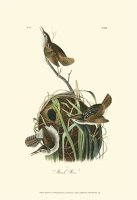 Marsh Wren by John James Audubon