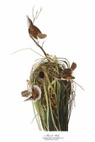 Marsh Wren by John James Audubon