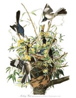 Mocking Bird by John James Audubon