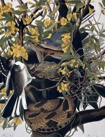 Mocking Birds and Rattlesnake by John James Audubon
