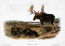 Moose Deer Cervus Alces by John James Audubon