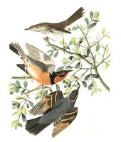 Mountain Mocking Bird, Or Varied Thrush by John James Audubon
