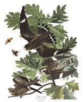 Night Hawk by John James Audubon