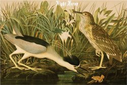 Night Heron by John James Audubon