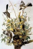 Northern Mockingbird by John James Audubon