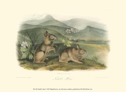 Nuttall S Hare by John James Audubon
