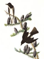 Olive Sided Flycatcher by John James Audubon