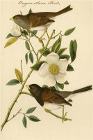 Oregon Snow Bird by John James Audubon