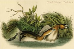 Pied Billed Dobchick by John James Audubon