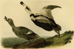 Pied Duck by John James Audubon