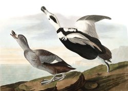 Pied Duck by John James Audubon