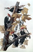 Pileated Woodpeckers by John James Audubon