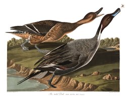 Pin Tailed Duck by John James Audubon