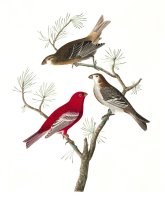 Pine Grosbeak by John James Audubon