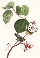 Pine Swamp Warbler by John James Audubon