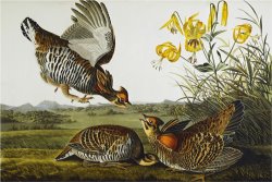 Pinnated Grouse Greater Prairie Chicken Tympanuchus Cupido From The Birds of America by John James Audubon