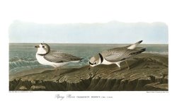 Piping Plover by John James Audubon