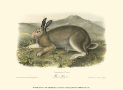 Polar Hare by John James Audubon