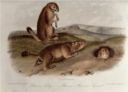 Prairie Dog From Quadrupeds of North America 1842 5 by John James Audubon