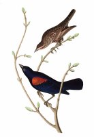Prairie Starling by John James Audubon