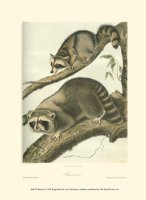 Racoon by John James Audubon